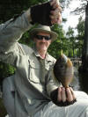 reelfoot lake bluegill